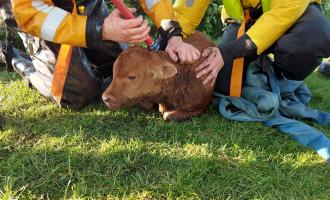 Cleckheaton TRT Crew with the rescued calf